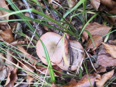 Sponges Stock Photos