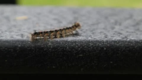 Spongy moth caterpillar crawling on a deck chair in new york Video stock 278051317