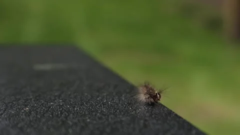 Spongy moth caterpillar crawling on a deck chair in new york Stock Footage 278051472