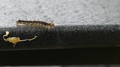 Spongy moth caterpillar crawling on a deck chair in new york Video stock 278051495