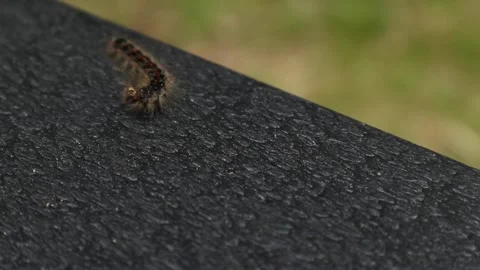 Spongy moth caterpillar crawling on a deck chair in new york Video stock 278051630