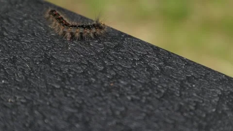 Spongy moth caterpillar crawling on a deck chair in new york Video stock 278051693