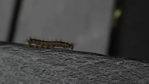 Spongy moth caterpillar crawling on a deck chair in new york Video stock 278051694
