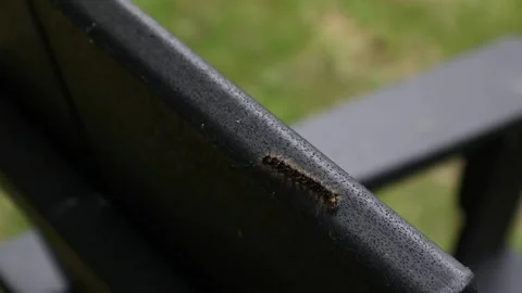 Spongy moth caterpillar crawling on a deck chair in new york Video stock 278051822