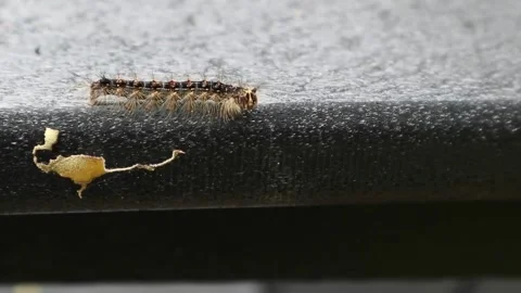 Spongy moth caterpillar crawling on a deck chair in new york Video stock 278054220