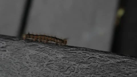 Spongy moth caterpillar crawling on a deck chair in new york Video stock 278054337