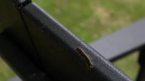 Spongy moth caterpillar crawling on a deck chair in new york Video stock 278054339