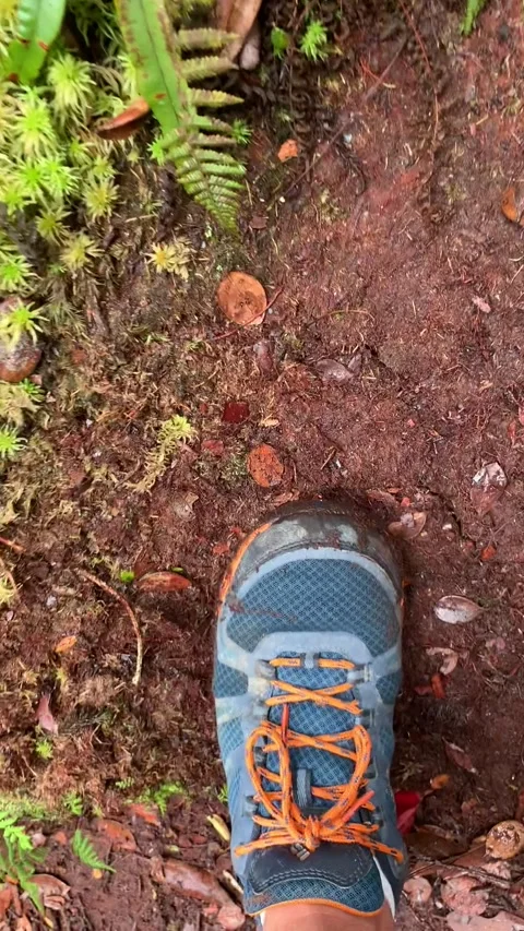 Spongy soil in the mossy forest, Cameron Highlands Vídeos de archivo 343428616