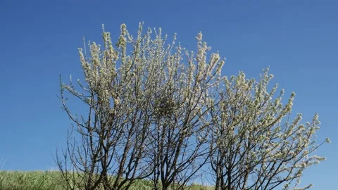 Spontaneous blooms of a wild fruit tree in spring Stock-Footage 150677779