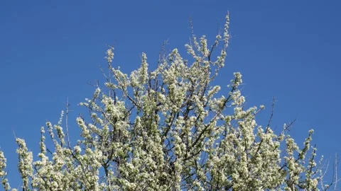 Spontaneous blooms of a wild fruit tree in spring Stock-Footage 150677825