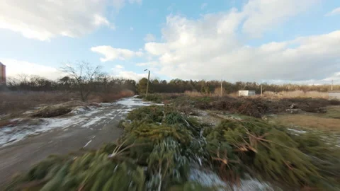 A spontaneous dump of coniferous trees not sold before the New Year  Stock Footage 168085622