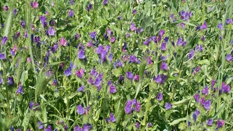 Spontaneous plants caressed by the spring wind Video stock 188678787