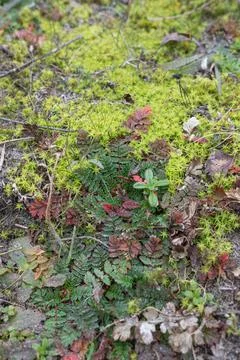 Spontaneous vegetation Stock Photos