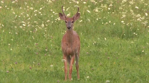 Spooked off deer jumping and running away in field with flowers Stock Footage