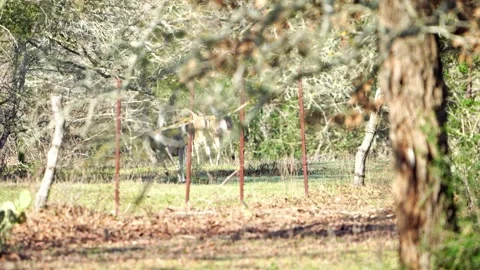 Spooked Deer Run into Deep Forest - White Tails Flagging Cinematic Video stock 306713475