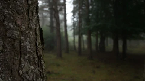 Spooky Ancient Trees pan shots Video stock 33979132