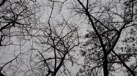 Spooky bare branches in grey sky Stock Photos