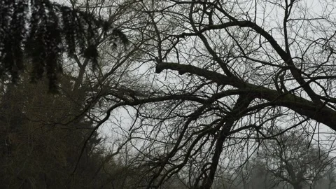 Spooky Bare Tree Branches, Slow Camera Move. Stock Footage 327202503
