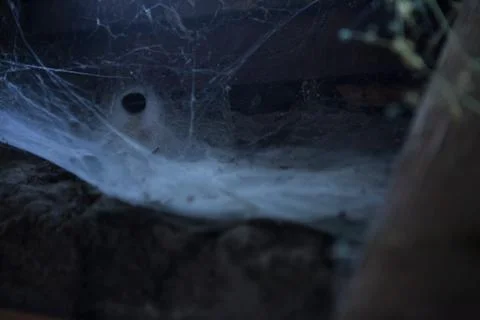 Spooky basement spider web 写真素材