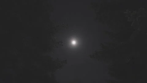 Spooky Bright Full Moon Over Silhouetted Trees Video stock 243755746