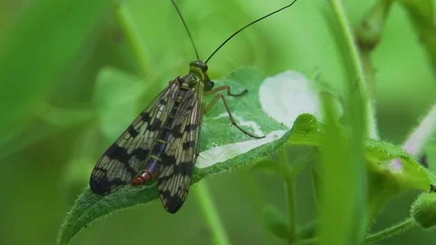 Spooky butterfly eats insect on the leaf Stock Footage 133957768