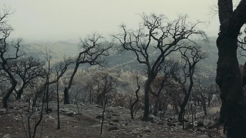 Spooky calm forest with burned black trees after a forest fire, Portugal Stock Footage 94804948