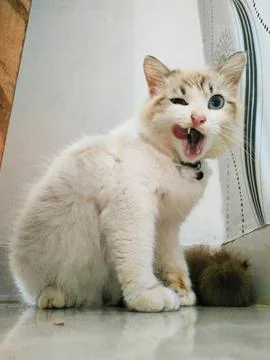 A spooky cat Foto stock