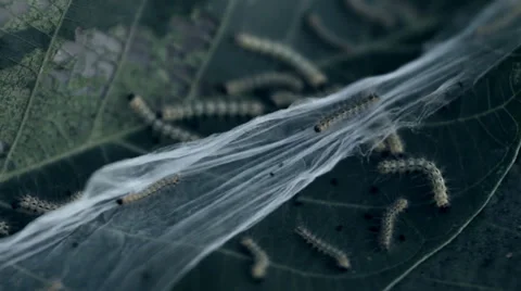 Spooky Caterpillars Nest HD Stock Footage 35474734