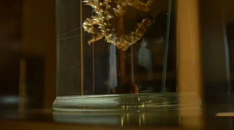 Spooky Creature in Formalin 스톡 동영상 62104771
