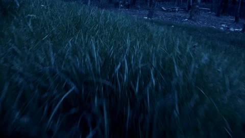 Spooky dark forest Stock Footage 106356867