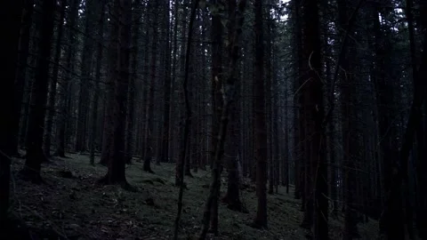 Spooky dark forest at night | Stock Video | Pond5