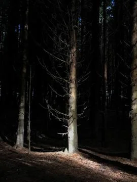 A spooky dark Scottish forest in autumn Stock Photos