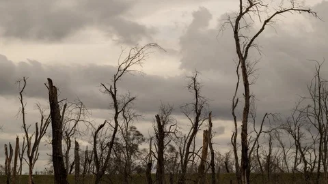 Spooky Day to Night Time Lapse of Clouds Moving Over Dead Trees. Stock Footage 104015892