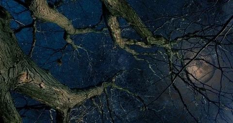 Spooky Dead Bare Tree With The Moon Rising Through It's Dead Branches Animation Stock Footage 112464851