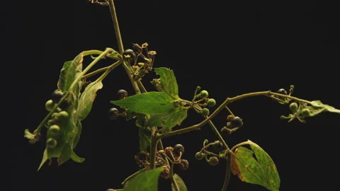 Spooky dead plants on black Stock Footage 146406511