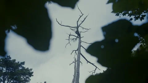 Spooky Dead Tree Stock Footage 285398243
