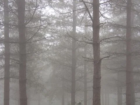 Spooky, dense pine forest in thick gray fog - A haunting view of a forest w.. Foto stock