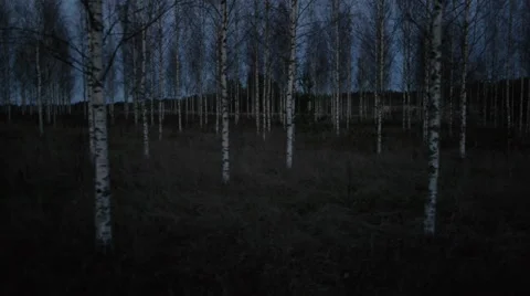 Spooky drone tracking shot birch trees after sunset Stock Footage 44891199