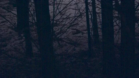 Spooky Forest Stock Footage 137642760
