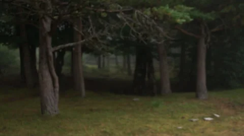 Spooky Forest pan shots Video stock 33986332