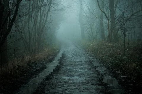 A spooky forest path going into the distance, on a mystical foggy winters day Stock Photos