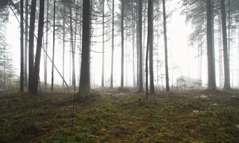 Spooky forest Foto stock