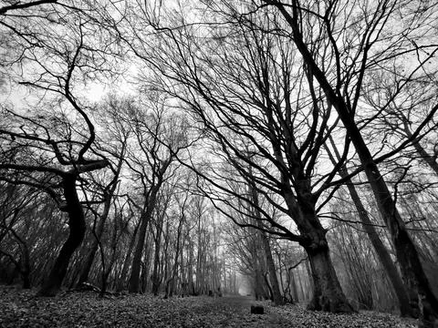 Spooky Forest 写真素材