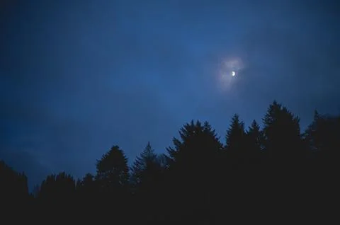 Spooky forest Stock Photos