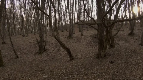 Spooky forest scene with bare trees and no underbrush on the forest floor. Stock Footage 106695171