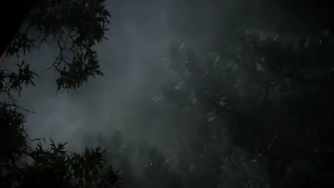 Spooky Forest Scene Stock Footage 160683638