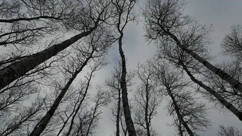 Spooky forest scene with tree silhouette with no leaves  Stock Footage 142106228