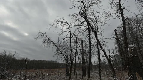 Spooky forest scene with tree silhouettes with no leaves Stock Footage 143331532