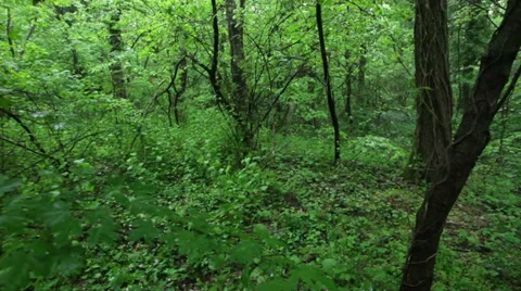 Spooky forest - steadicam shot in deep woods at springtime Stock Footage 35789949