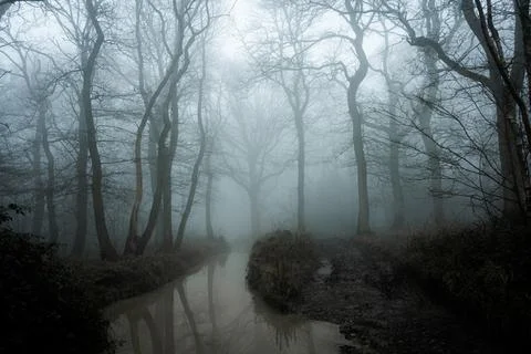 A spooky forest, with trees reflected in a pond on an eerie foggy winters day Stock Photos